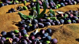 37 Zeytin ve Zeytin Ürünleri İşletmesine kayıt belgesi verildi