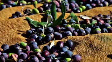 37 Zeytin ve Zeytin Ürünleri İşletmesine kayıt belgesi verildi