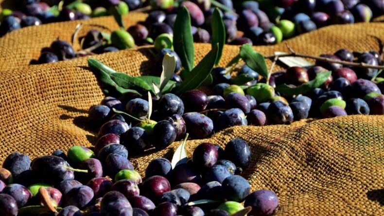 37 Zeytin ve Zeytin Ürünleri İşletmesine kayıt belgesi verildi
