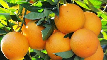 Narenciye Üreticileri Birliği, Cypfruvex’i ödemeleri bir an önce yapmaya çağırdı