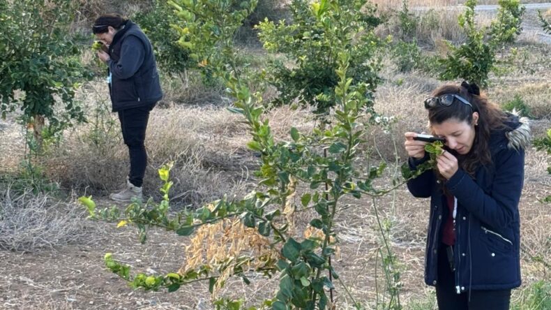 Tarım Bakanlığı zararlıya karşı biyolojik mücadelesini sürdürüyor