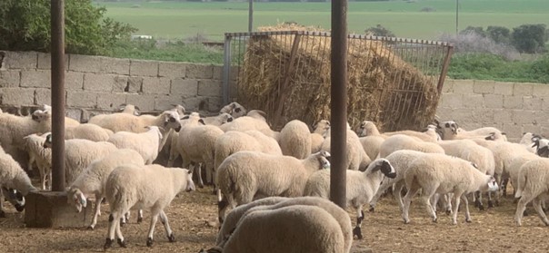 Kasaplık hayvan satışı