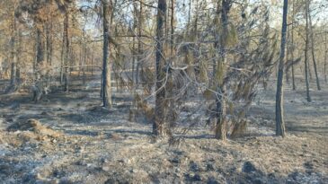 Çamlıköy’de yangın. 210 çam ağacı yandı
