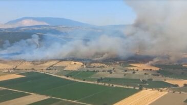 İzmir’de orman yangını