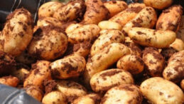 Patateste hasat zaman..Patates Üreticileri Birliği Başkanı Engin Halkseven BRT’ye konuştu