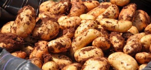 Patateste hasat zaman..Patates Üreticileri Birliği Başkanı Engin Halkseven BRT’ye konuştu