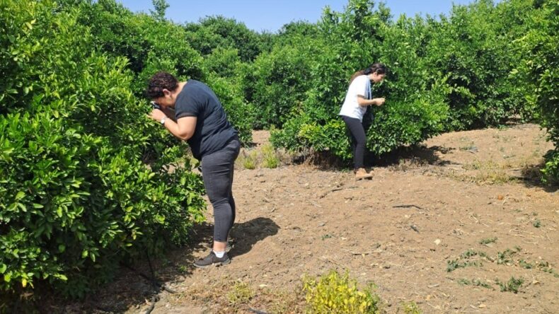 Tarım Dairesi’nden zararlı böcek Diaphorina citri’yle mücadele duyurusu