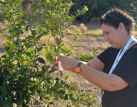 Turunçgil zararlısına karşı biyolojik mücadele.. Doğaya 36 bin parazitoit bırakıldı