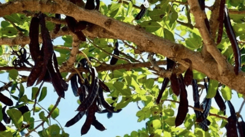 Girne’de harup toplamaya başlama tarihi 15 Ağustos…