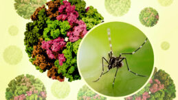 Çin’de chikungunya virüsü: Sivrisinek kaynaklı salgın büyüyor