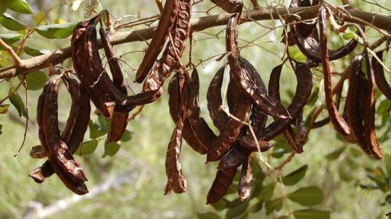 Lefkoşa’da harup hasadı 23 Ağustos’ta, zeytin hasadı ise 30 Ağustos’ta başlayacak