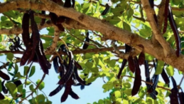 2025 harup (keçiboynuzu) destek ödemesi yapıldı