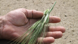 Çebi: Kuraklığa girmeyen bölgelerdeki ürün kayıpları için de ödeme yapılması yerinde bir karar