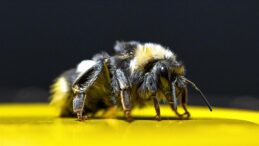 Seralarında Bombus arısı kullanan üreticilerin ödemeleri yapıldı