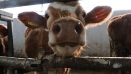 Tarım Bakanlığı: Şap hastalığıyla mücadelede aşılama, karantina ve denetimler sürdürülüyor