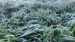 Yarın ve cuma don bekleniyor