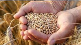 4 bin 500 ton arpanın yarın Gazimağusa Limanı’na ulaşması bekleniyor