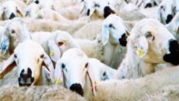 Brucella hastalığı tazminatları ödendi