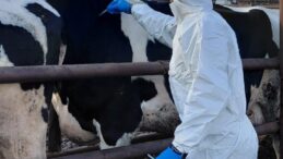 Güney Kıbrıs’a 10 bin doz şap aşısı teslim edildi