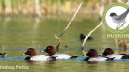 KUŞKOR ve BirdLife Cyprus, kış ortası su kuşu sayımı yaptı