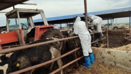 Şap hastalığına karşı mücadele sürüyor