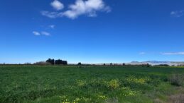 Tarım Bakanlığı, tüketilebilir yabani ot toplayanları uyardı