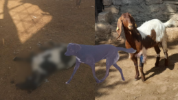 Yenierenköy’de başıboş köpekler mandıraya girdi: 3 koyun telef, çok sayıda hayvan yaralı