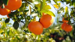 Narenciye İhracatçı Birlikleri: İhracat sürecindeki engeller giderilsin